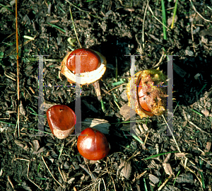 Picture of Aesculus hippocastanum 