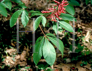 Picture of Aesculus pavia 