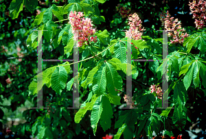Picture of Aesculus x carnea '~Species'
