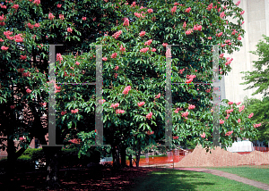 Picture of Aesculus x carnea 