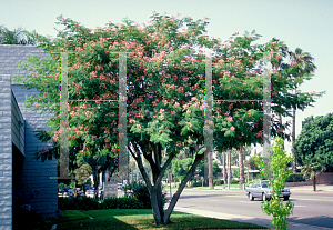 Picture of Albizia julibrissin 