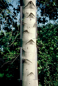 Picture of Alnus rhombifolia 