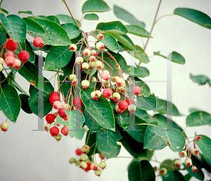 Picture of Amelanchier arborea 