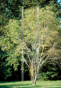 Picture of Amelanchier x grandiflora 