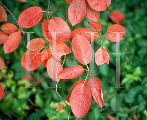 Picture of Amelanchier x grandiflora 