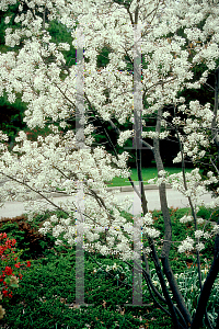 Picture of Amelanchier x grandiflora 