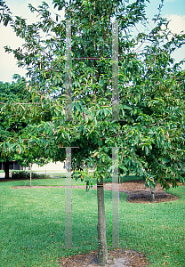 Picture of Annona muricata 