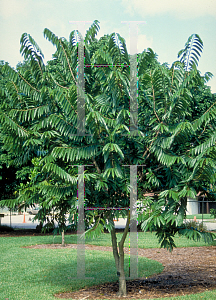 Picture of Annona reticulata 