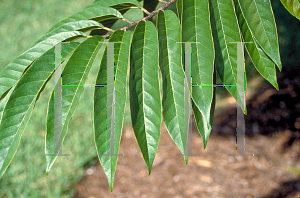 Picture of Annona reticulata 