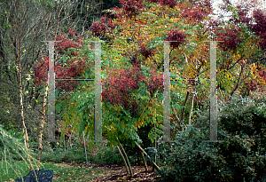 Picture of Aralia spinosa 