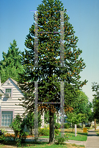 Picture of Araucaria araucana 