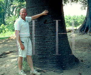 Picture of Araucaria bidwillii 