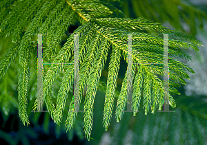 Picture of Araucaria heterophylla 