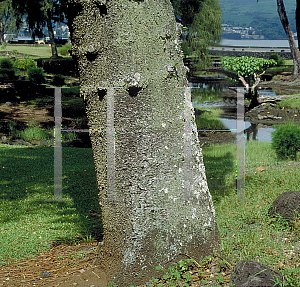 Picture of Araucaria heterophylla 