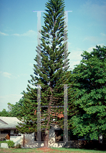 Picture of Araucaria heterophylla 