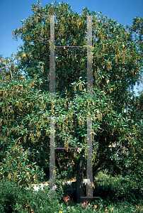 Picture of Arbutus menziesii 