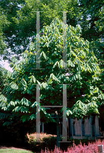 Picture of Asimina triloba 