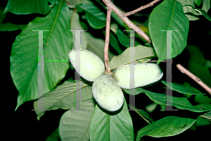 Picture of Asimina triloba 