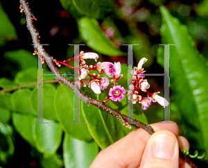 Picture of Averrhoa carambola 