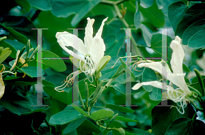 Picture of Bauhinia aculeata 