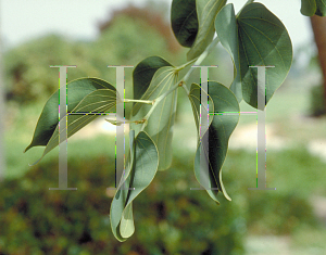 Picture of Bauhinia variegata 'Candida'