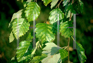 Picture of Betula nigra 