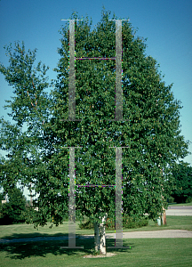 Picture of Betula papyrifera 