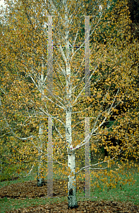 Picture of Betula papyrifera 