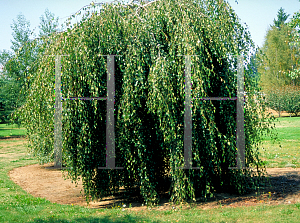 Picture of Betula pendula 'Youngii'