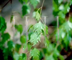 Picture of Betula pendula 'Dalecarlica'