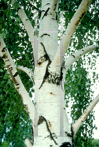 Picture of Betula pendula 