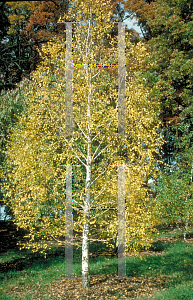 Picture of Betula pendula 