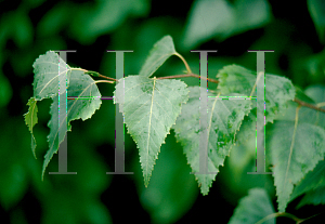 Picture of Betula populifolia 'Whitespire'