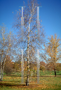 Picture of Betula populifolia 'Whitespire'