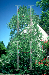 Picture of Betula populifolia 