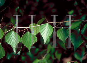 Picture of Betula populifolia 