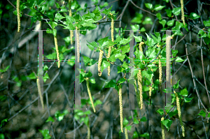 Picture of Betula populifolia 