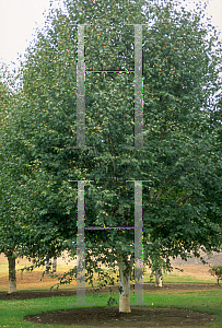 Picture of Betula utilis var. jacquemontii 