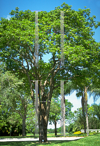 Picture of Bischofia javanica 