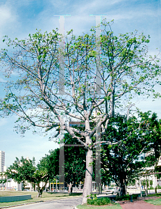 Picture of Bombax ceiba 