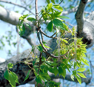 Picture of Bombax ceiba 