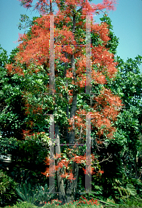 Picture of Brachychiton acerifolius 