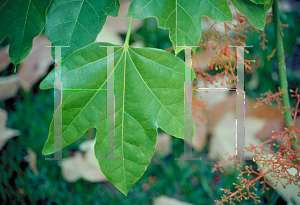 Picture of Brachychiton acerifolius 