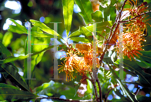 Picture of Stenocarpus sinuatus 