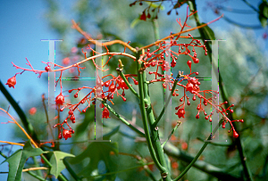 Picture of Brachychiton acerifolius 