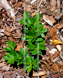 Picture of Bucida spinosa 