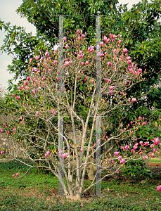 Picture of Magnolia x soulangiana 'Verbanica'