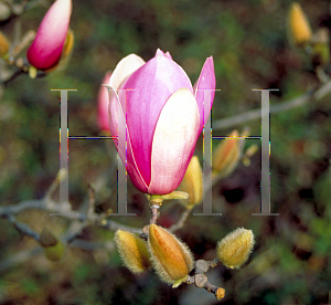 Picture of Magnolia x soulangiana 'Verbanica'