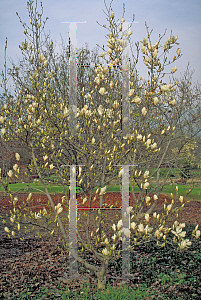 Picture of Magnolia x soulangiana 'Speciosa'