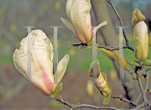 Picture of Magnolia x soulangiana 'Speciosa'